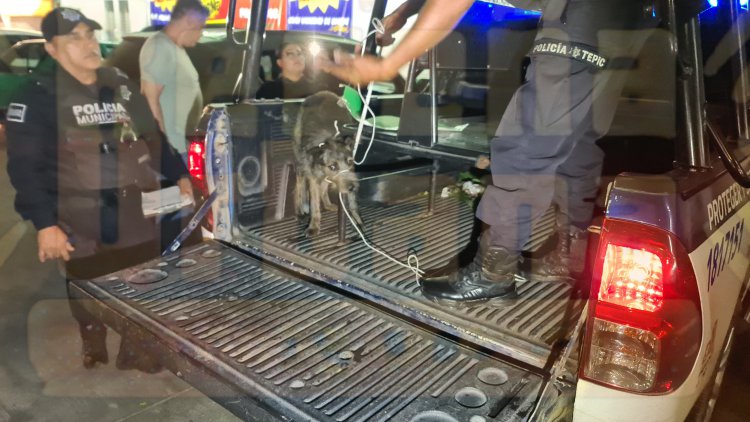 ATACAN DE NUEVO LA JAURIA DE CANES