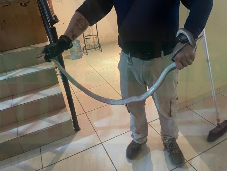 TREMENDO SUSTO AL ENCONTRAR UNA VIBORA EN SU CASA